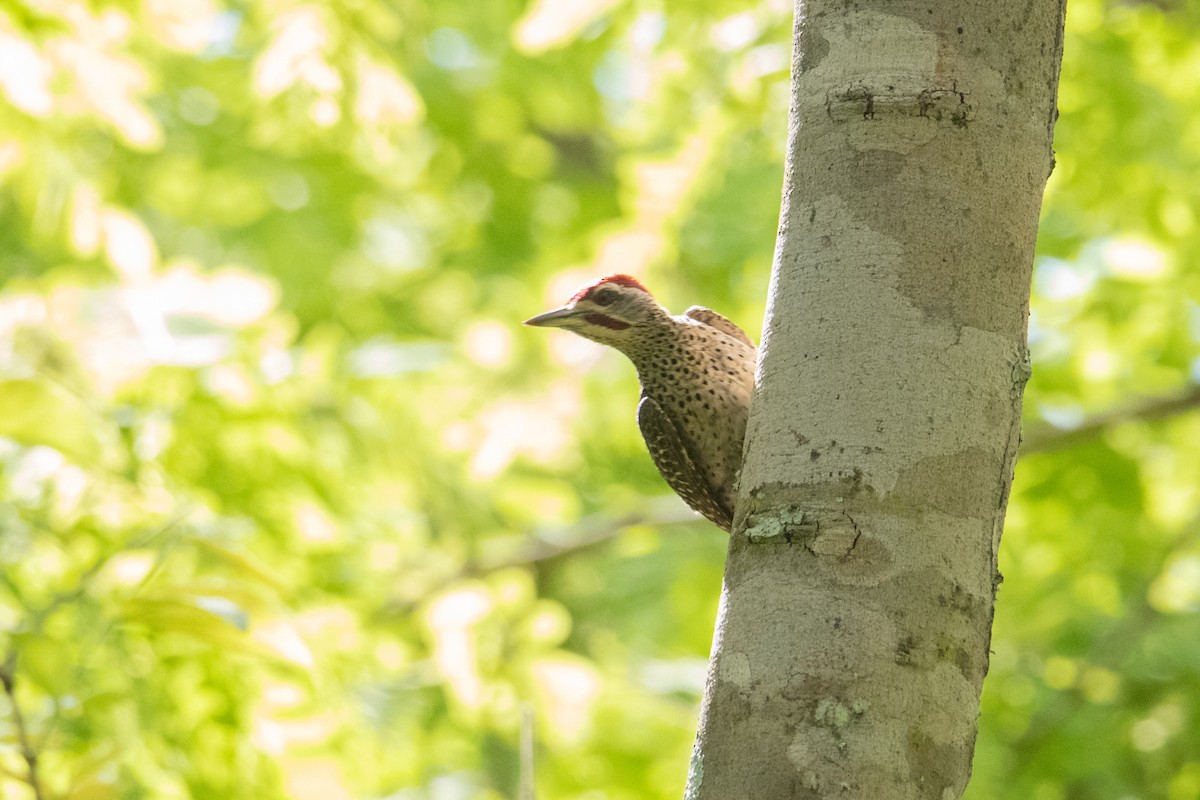 Reichenow's Woodpecker - Peter  Steward