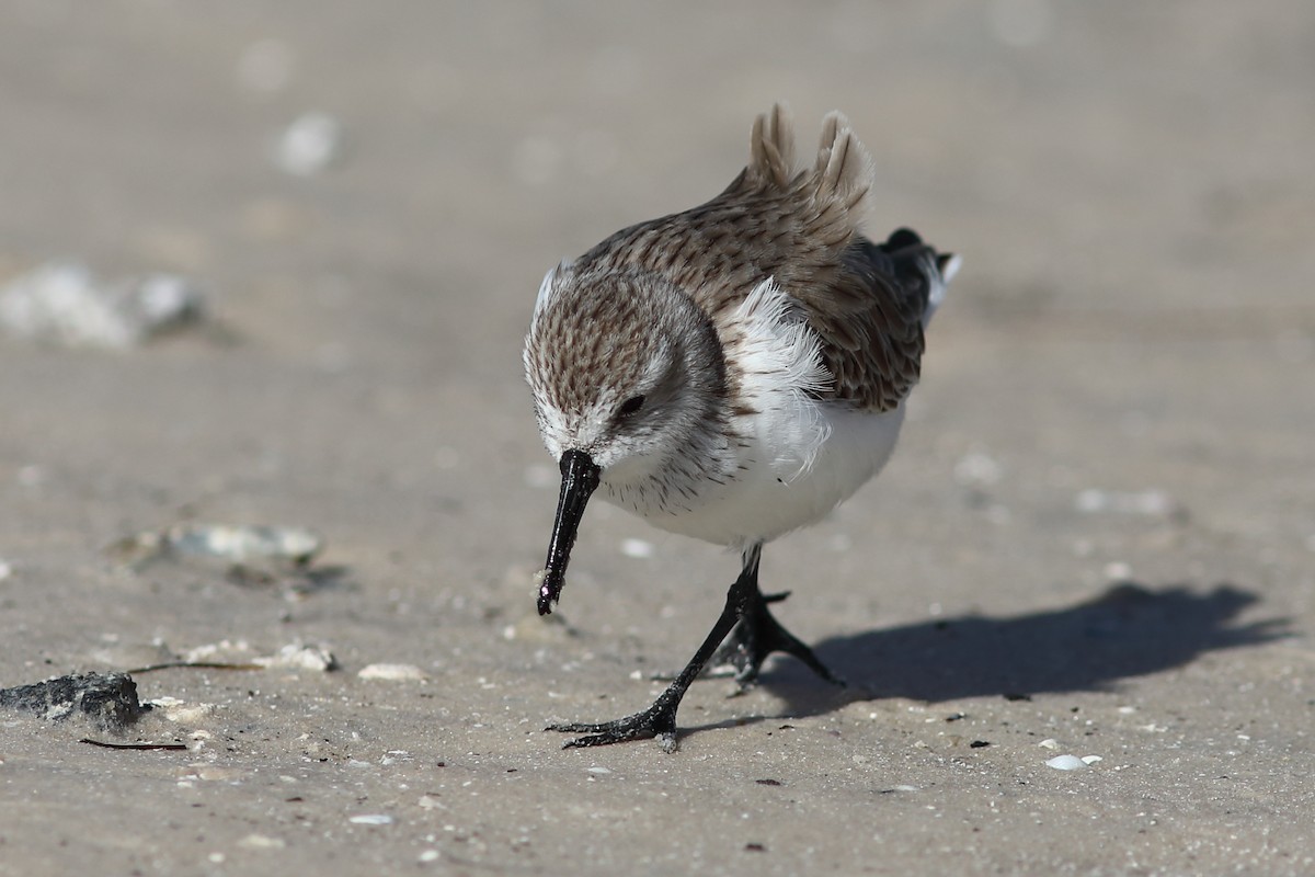 Western Sandpiper - Vince Capp