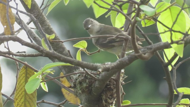 Yellow-bellied Elaenia - ML410844921