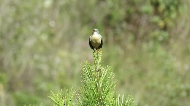 Long-tailed Reed Finch - ML410845591