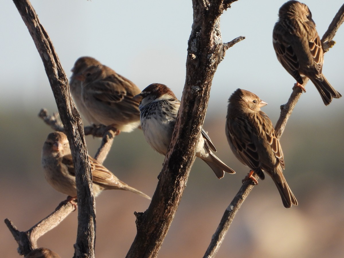 Spanish Sparrow - ML410845711