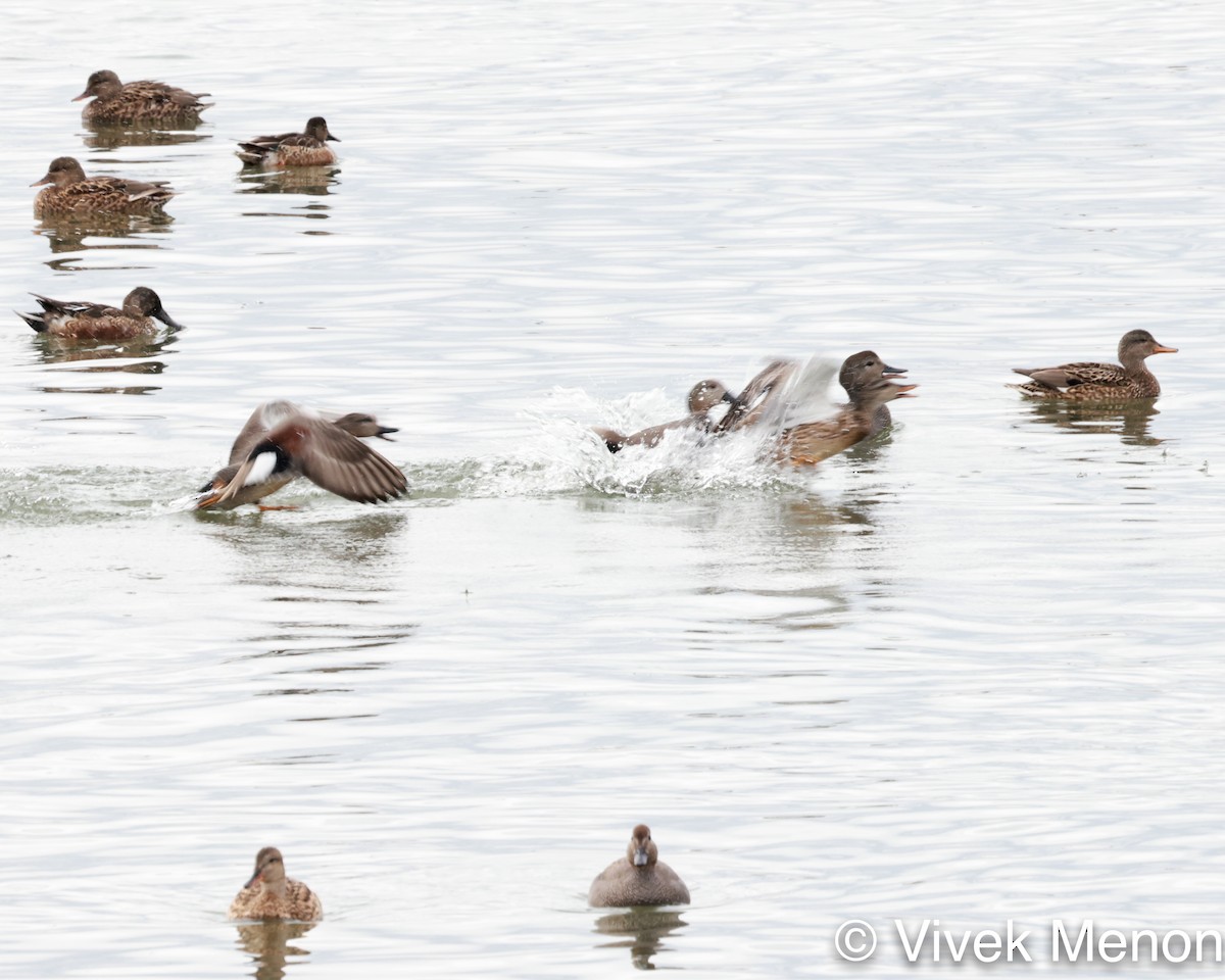 Gadwall - ML410846591