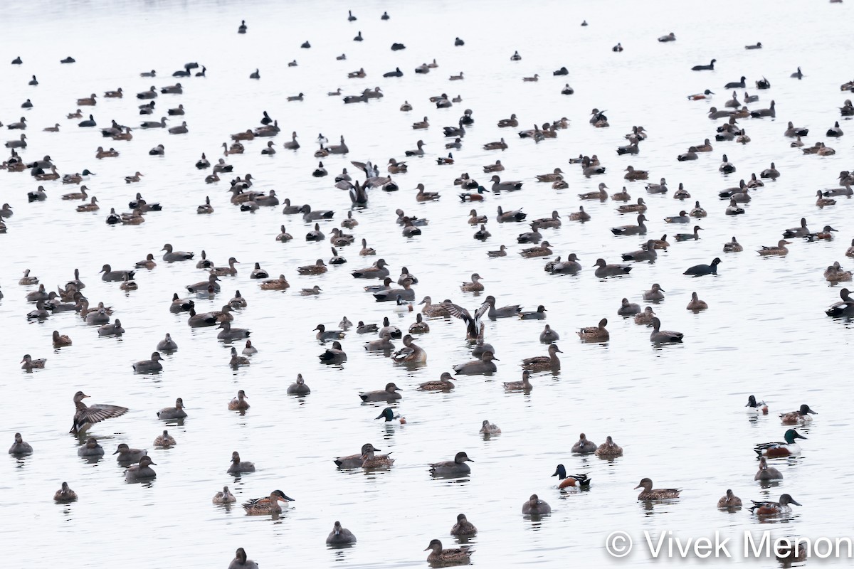 anatidé sp. (canard barboteur sp.) - ML410846721