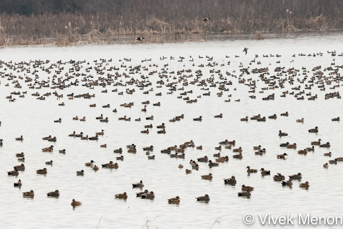 dabbling duck sp. - ML410846771