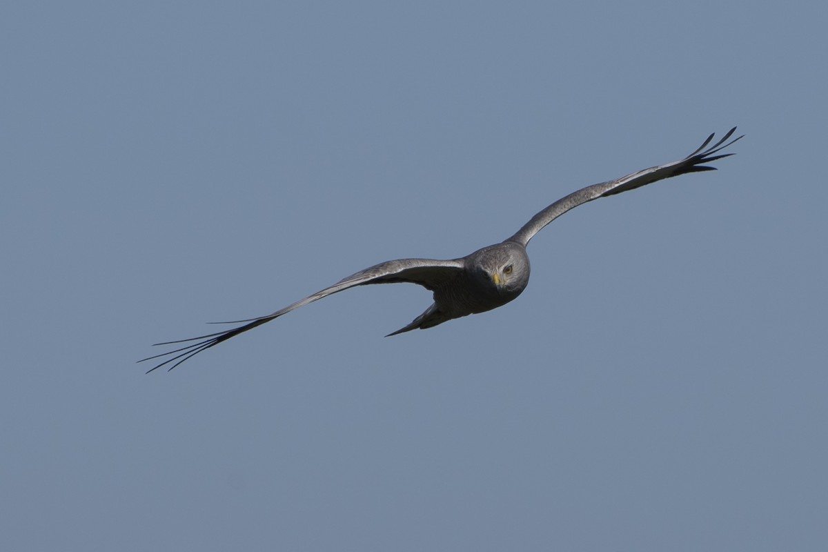 Cinereous Harrier - ML41084741