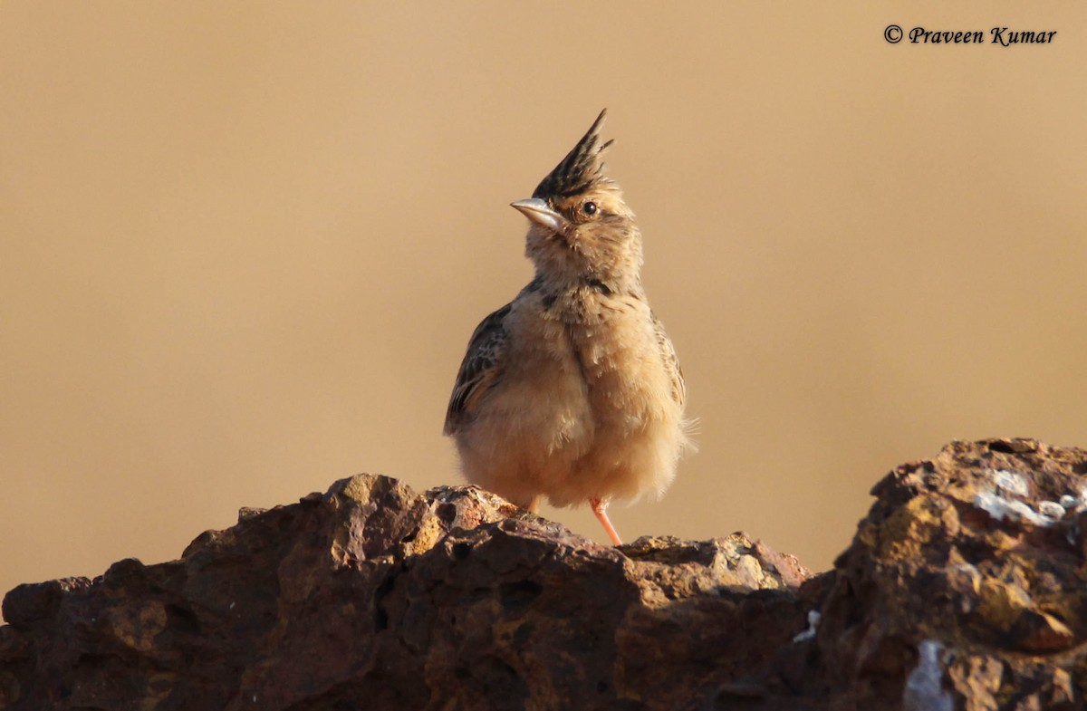 Tawny Lark - ML41084821