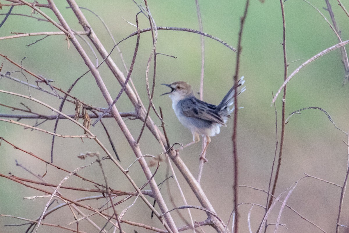 White-tailed Cisticola - Peter  Steward