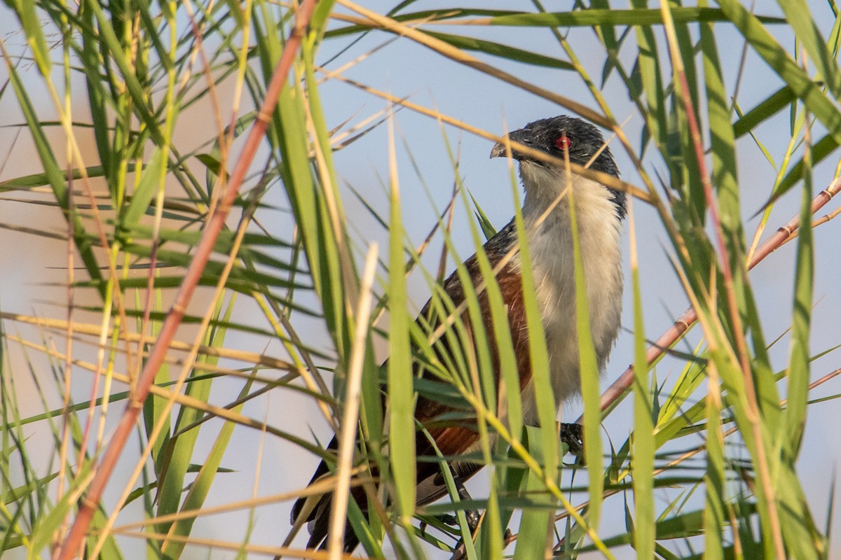Coppery-tailed Coucal - ML410848511