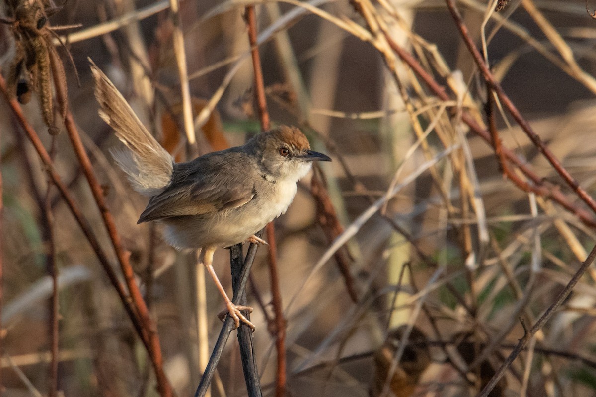 Cisticola Kilombero - ML410848641