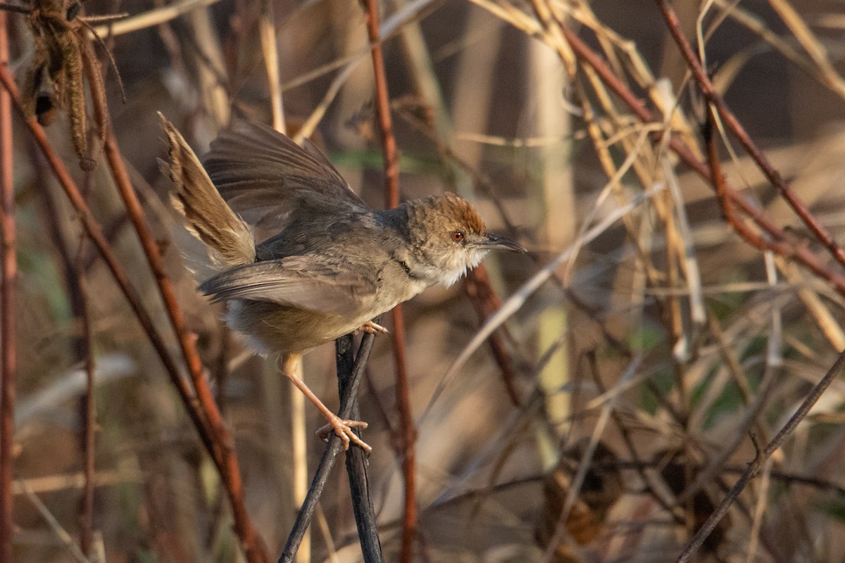 Kilombero Cisticola - ML410848651