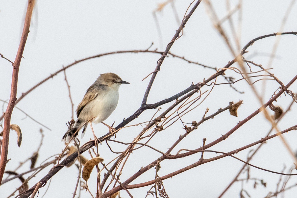 White-tailed Cisticola - ML410848681