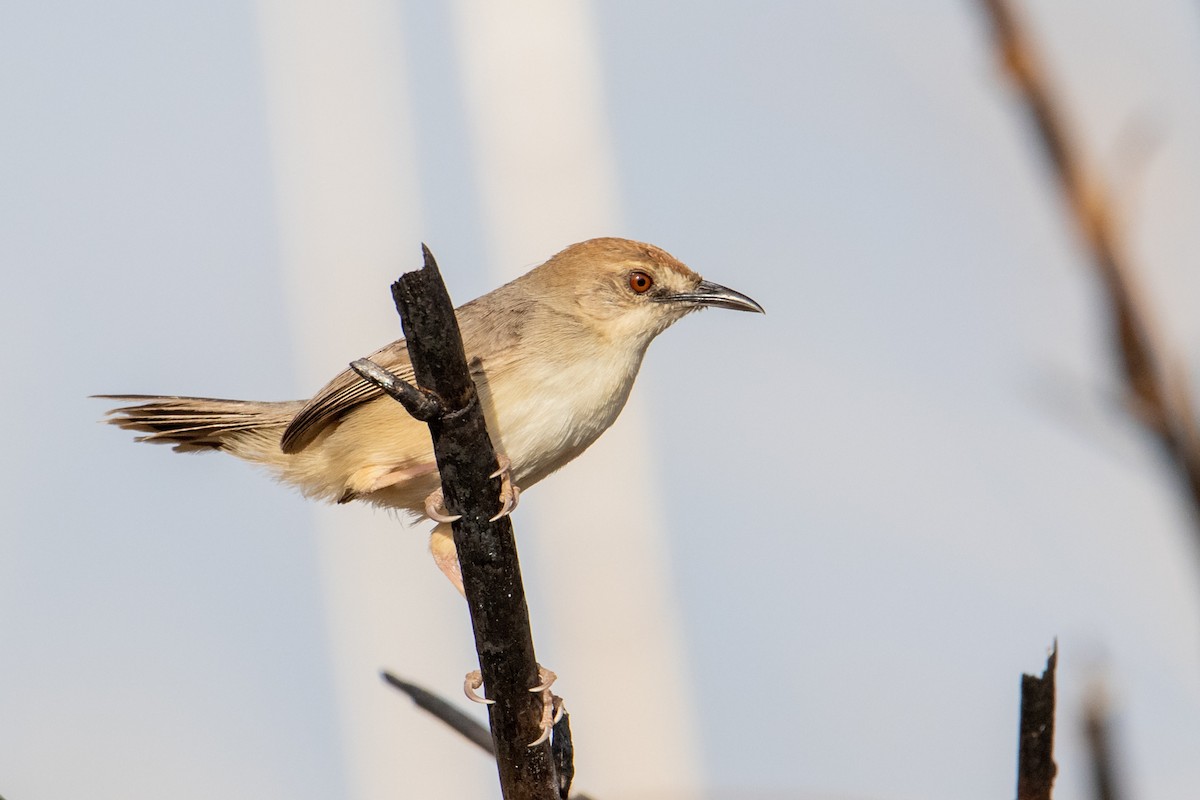 Cisticola Kilombero - ML410848781