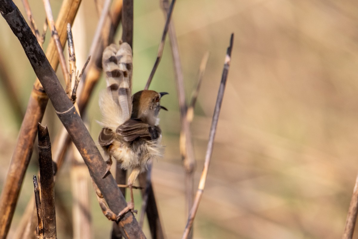 Cisticola Kilombero - ML410848791