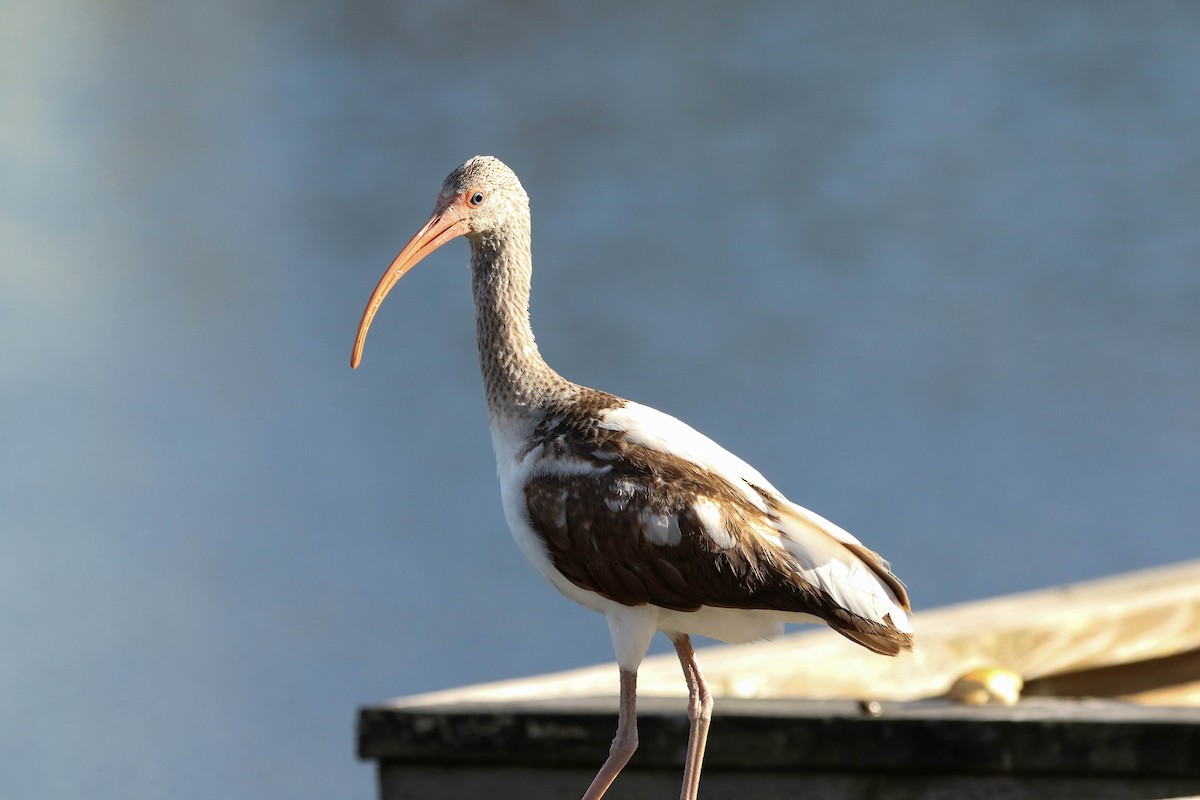 White Ibis - Debbie Lombardo