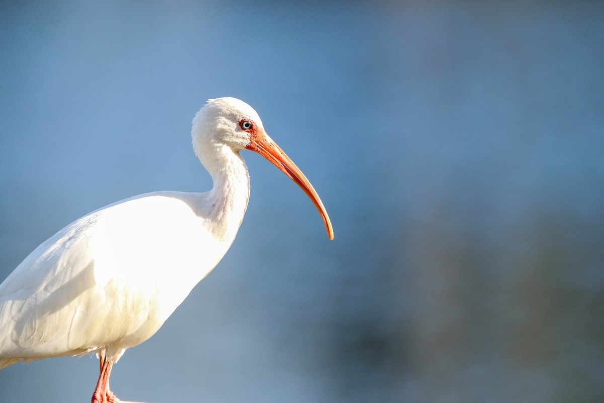 White Ibis - Debbie Lombardo