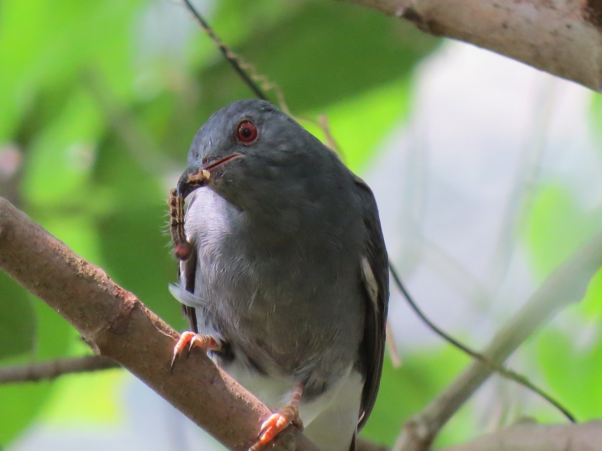 Gray-bellied Cuckoo - ML410849941