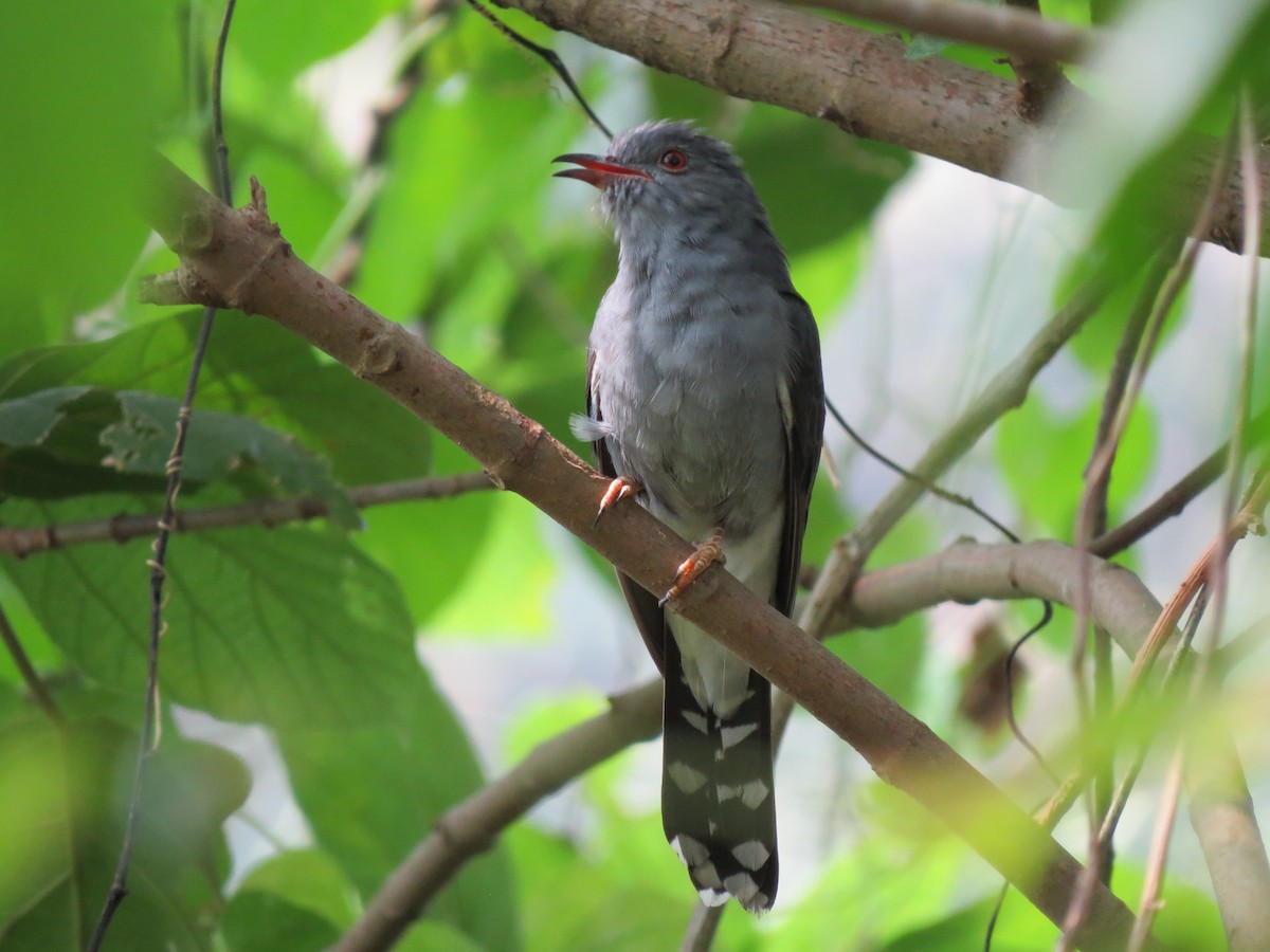 Gray-bellied Cuckoo - ML410849961