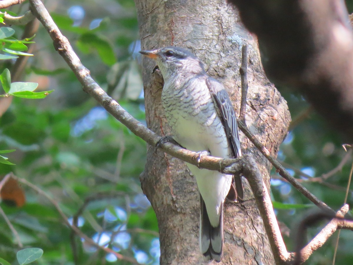 Black-headed Cuckooshrike - ML410849971