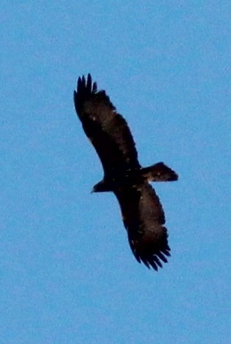 Golden Eagle - ML410850921