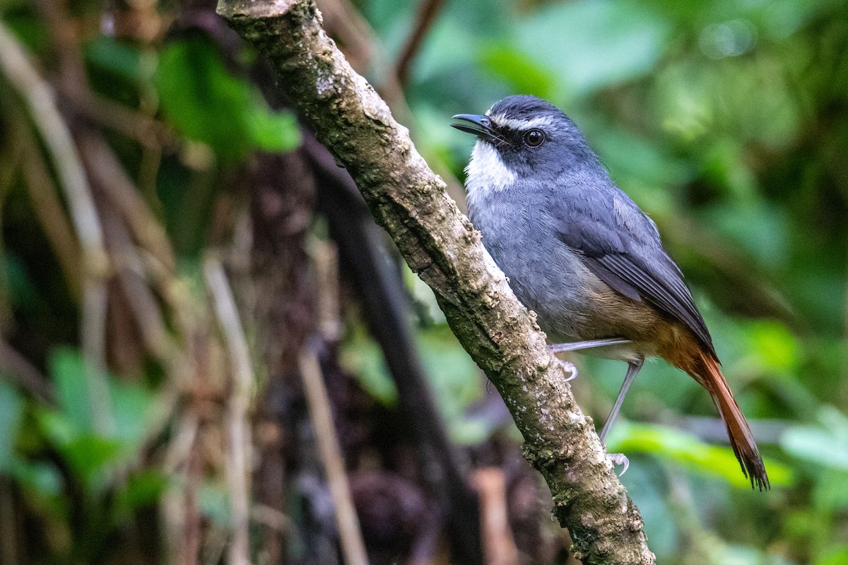 Olive-flanked Robin-Chat - ML410854281