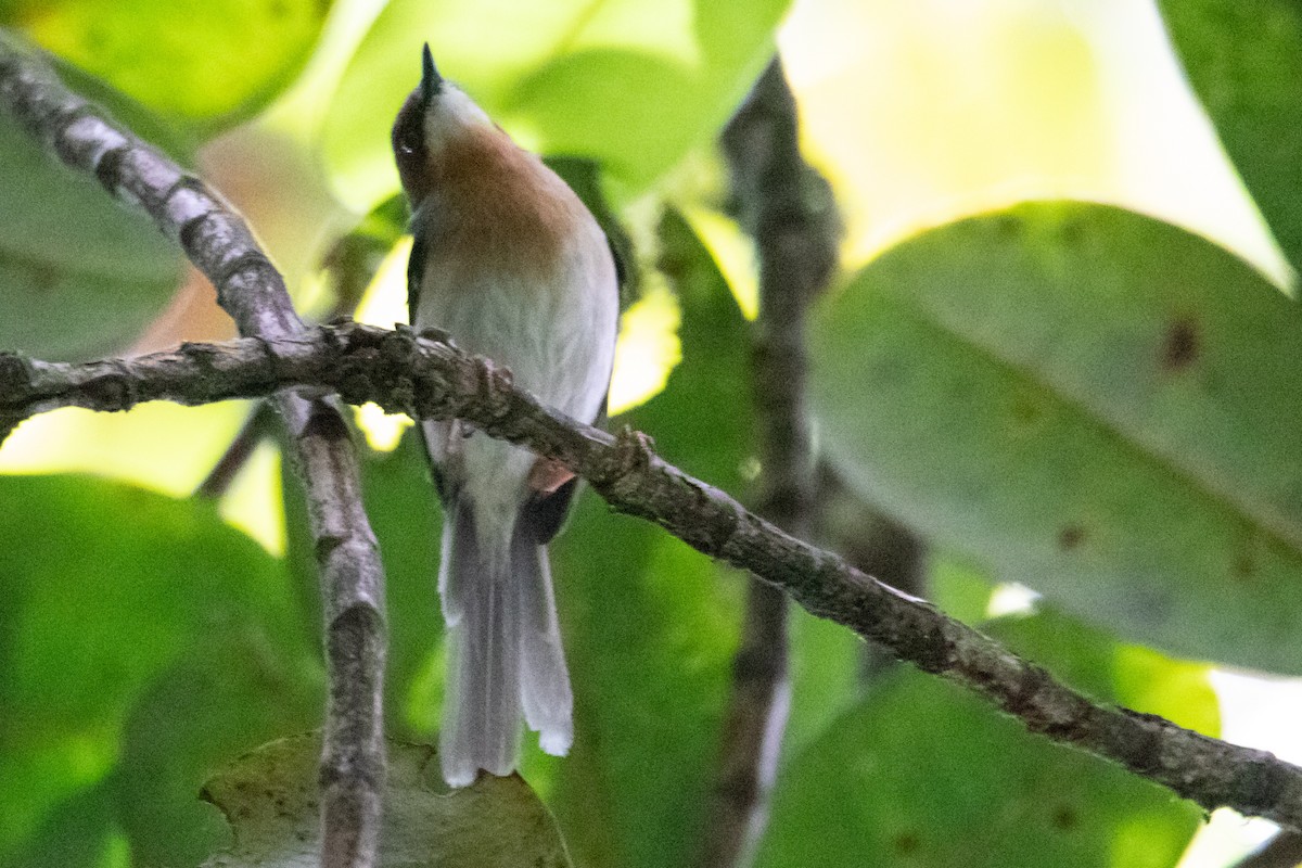 brunmaskeapalis - ML410854521