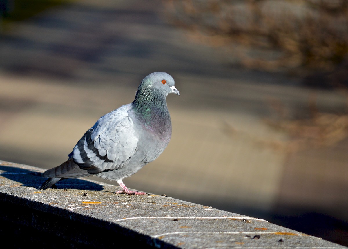 原鴿 - ML410855861