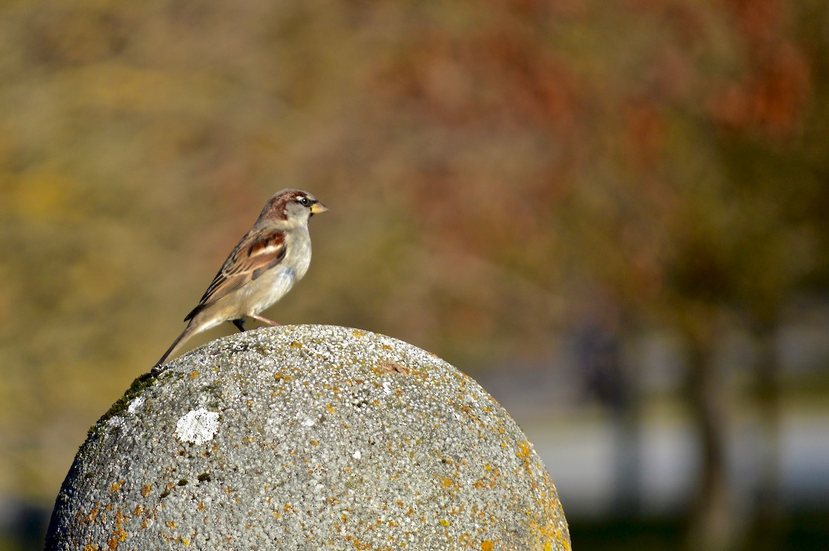 Оронгийн бор шувуу - ML410855951