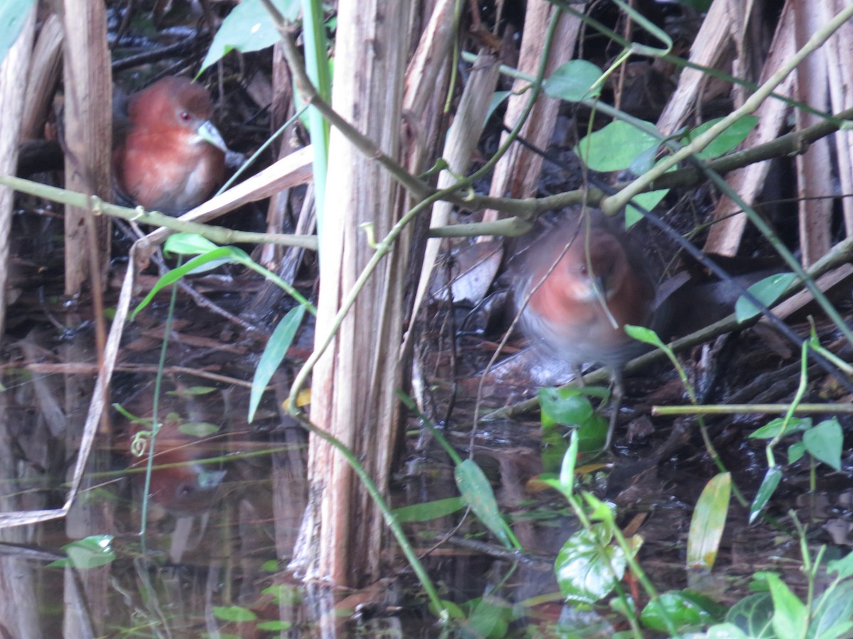 White-throated Crake - Andrés M. Cuervo