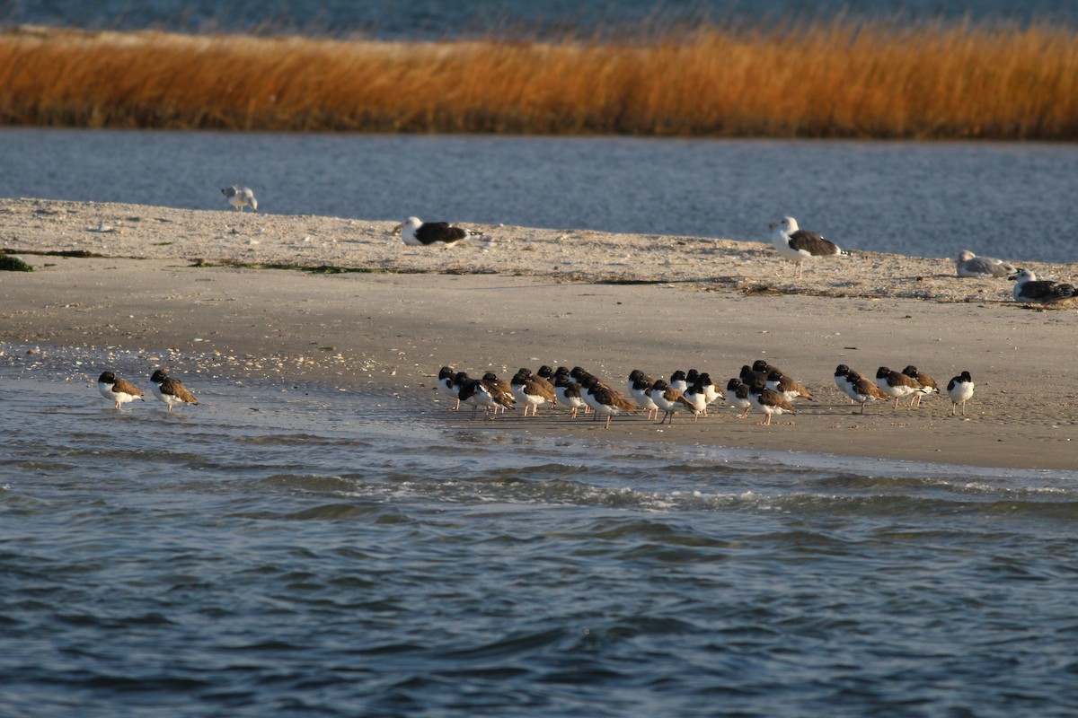 American Oystercatcher - ML41085611