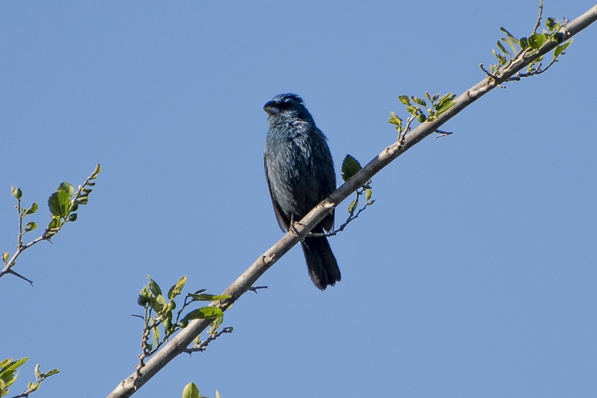 Glaucous-blue Grosbeak - ML41085671