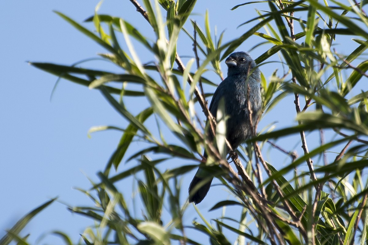 Glaucous-blue Grosbeak - ML41085701