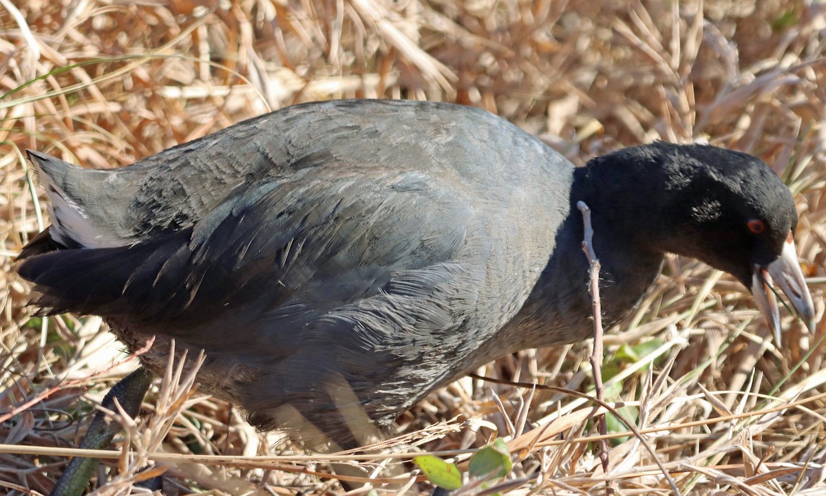 American Coot - ML410860841