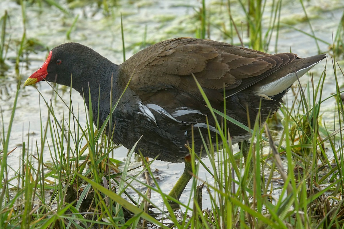 Eurasian Moorhen - ML410861341