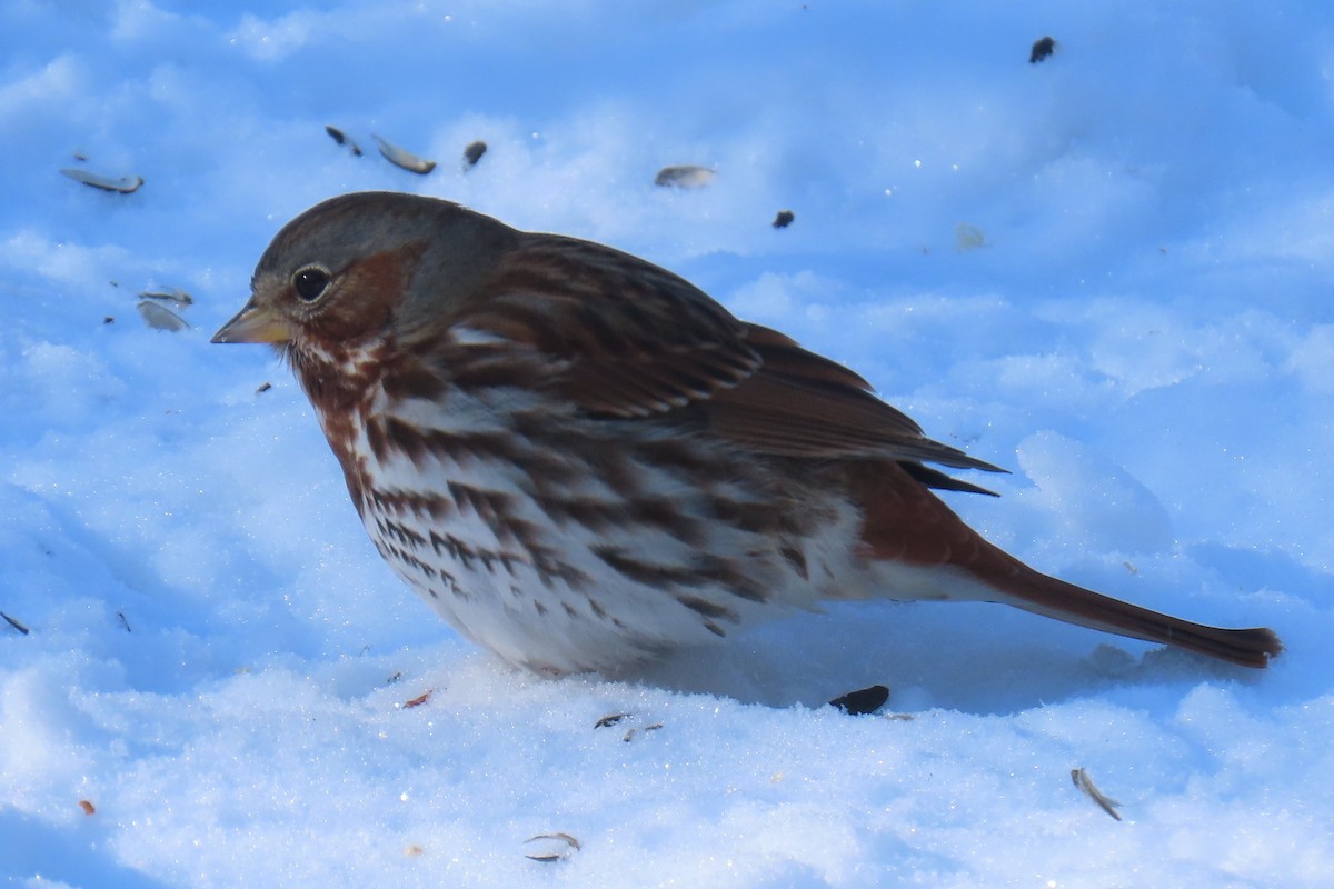 Fox Sparrow - ML410861801