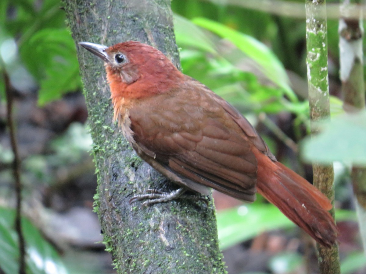 Ruddy Foliage-gleaner - Andrés M. Cuervo