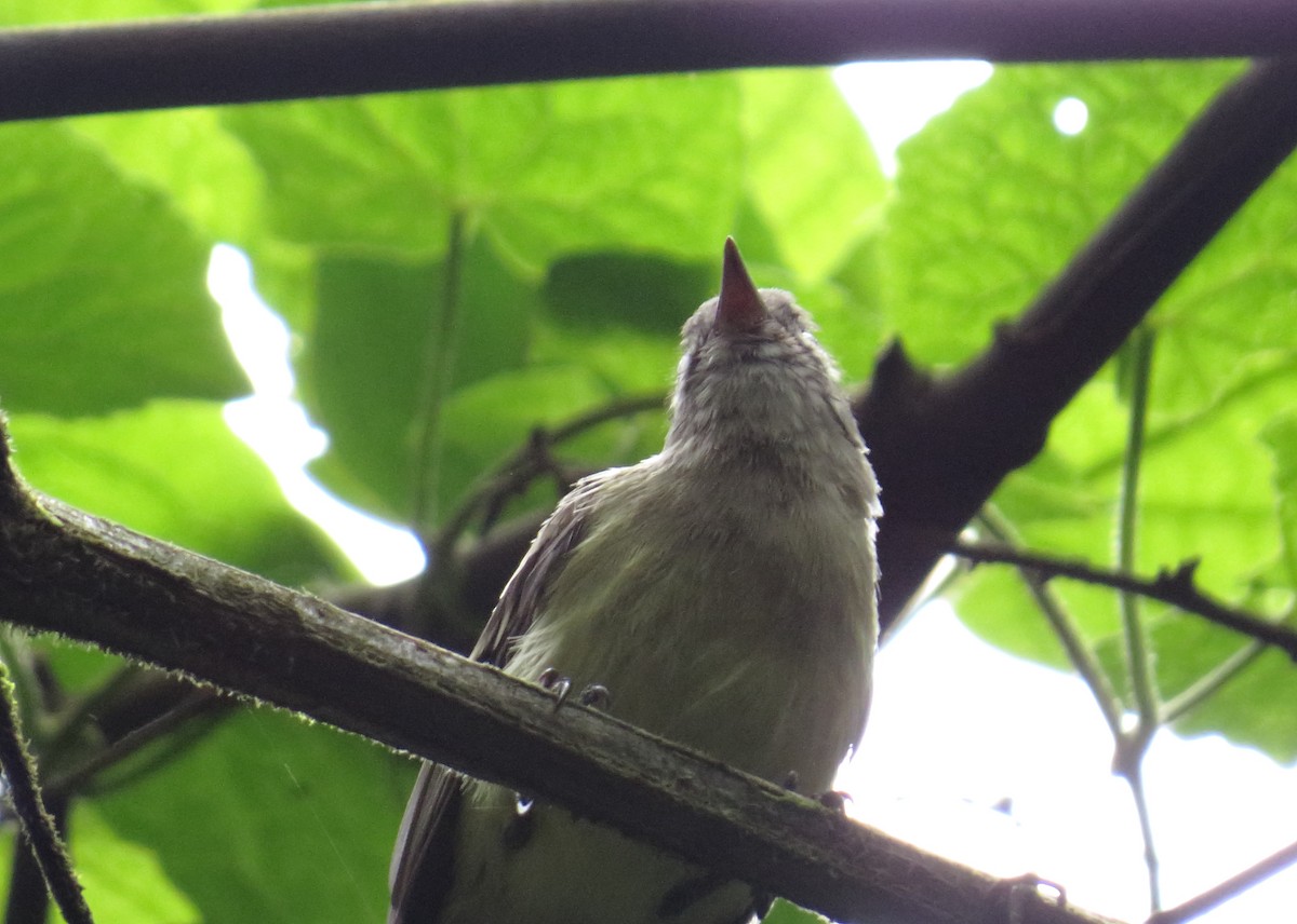 Southern Beardless-Tyrannulet - Andrés M. Cuervo