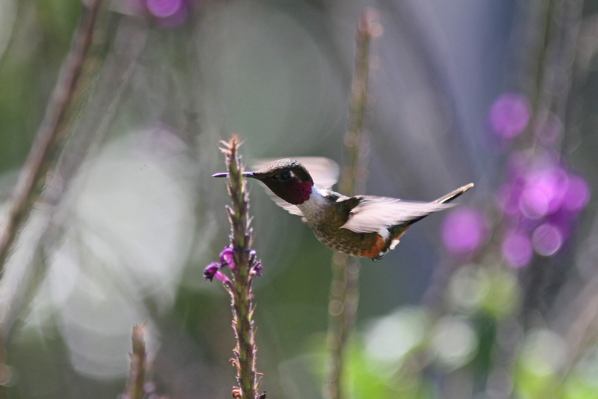 Magenta-throated Woodstar - ML410865741