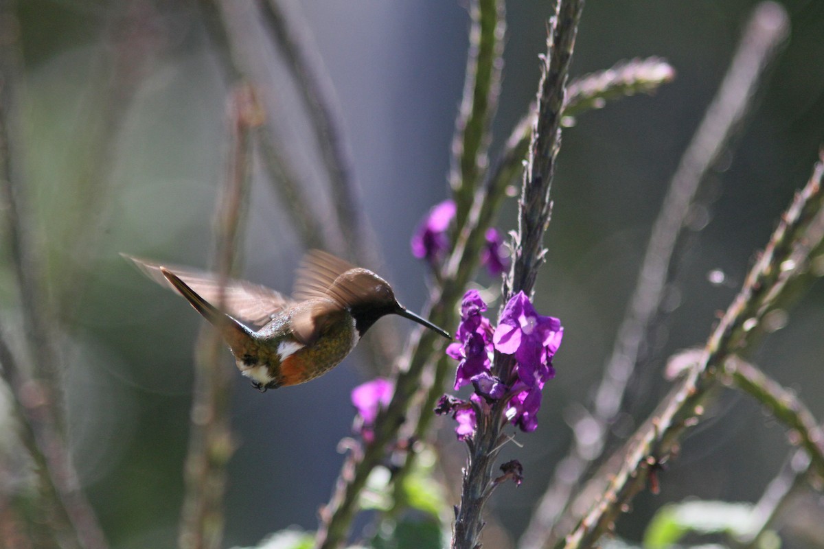 Magenta-throated Woodstar - ML410865761