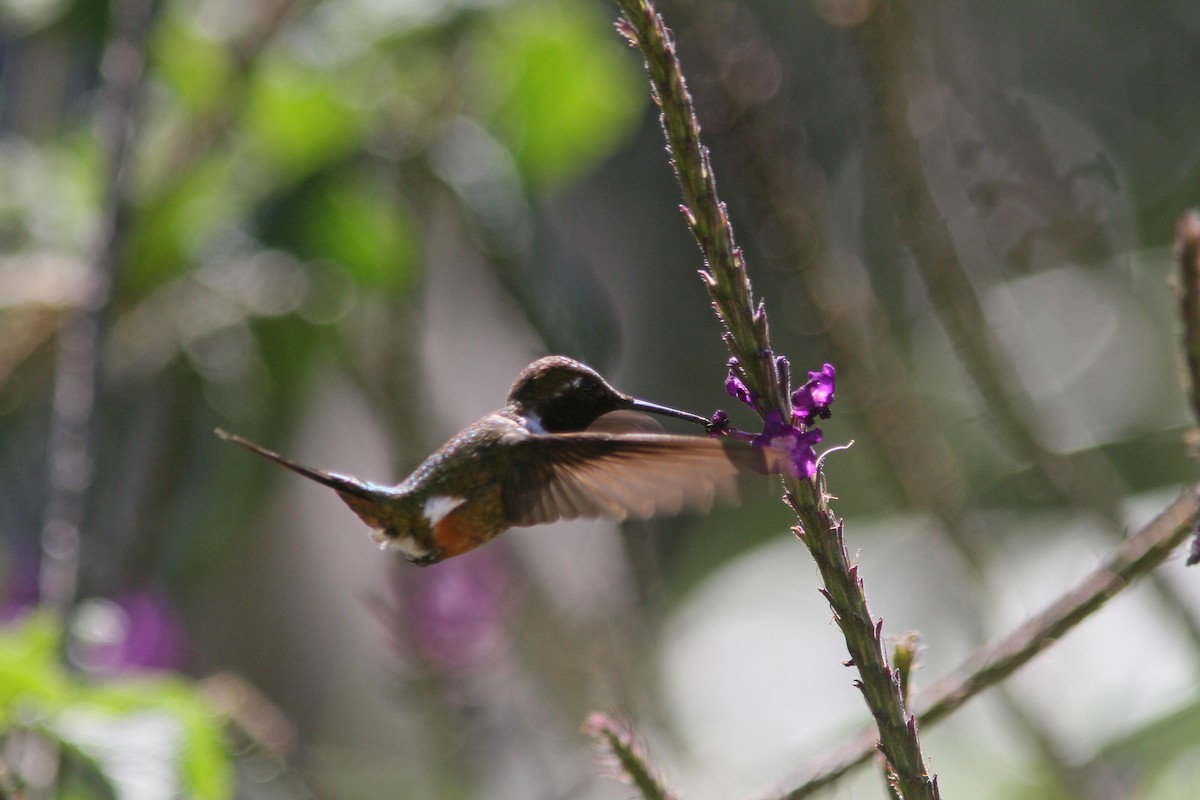 Colibrí Magenta - ML410865781