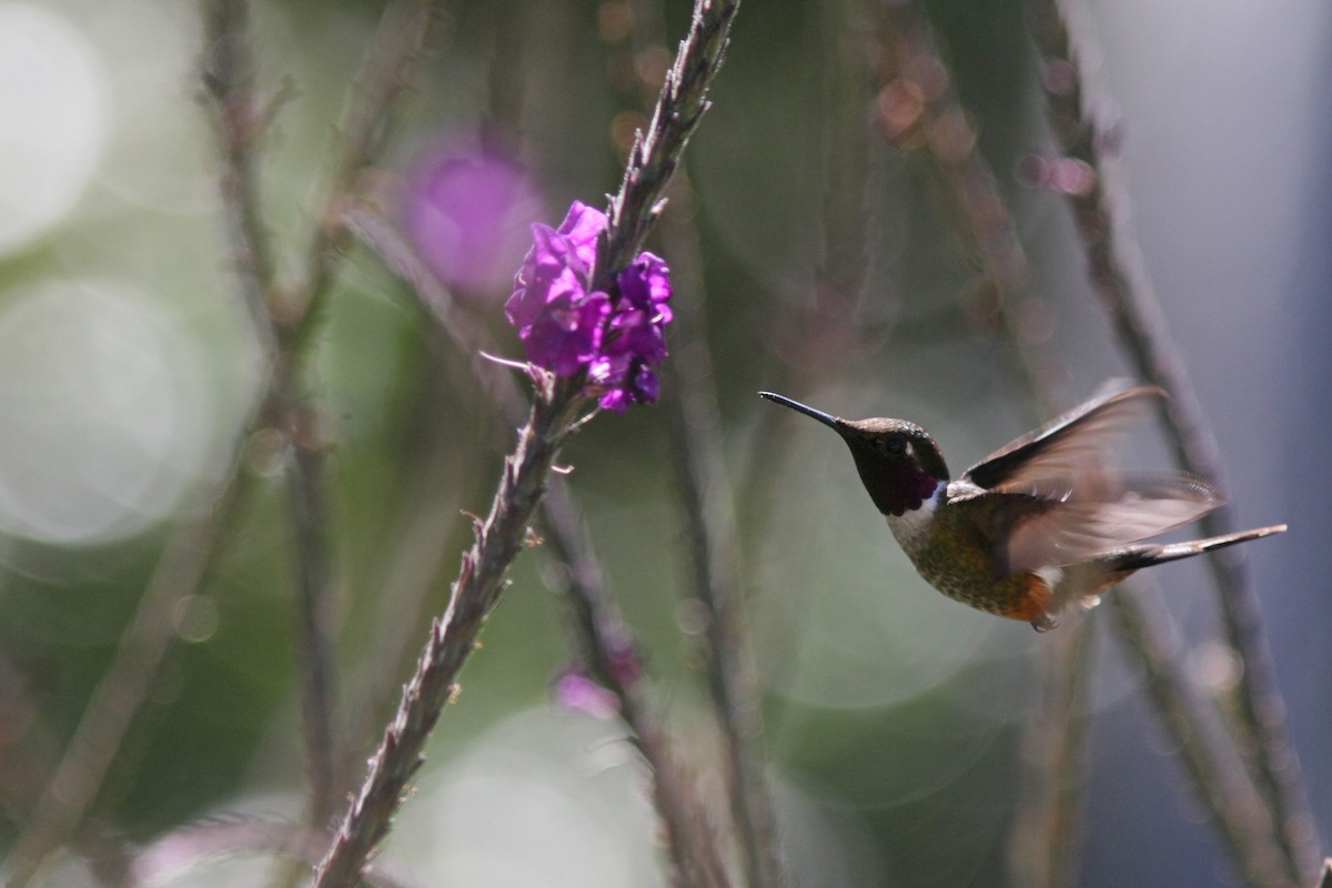 Magenta-throated Woodstar - ML410865791