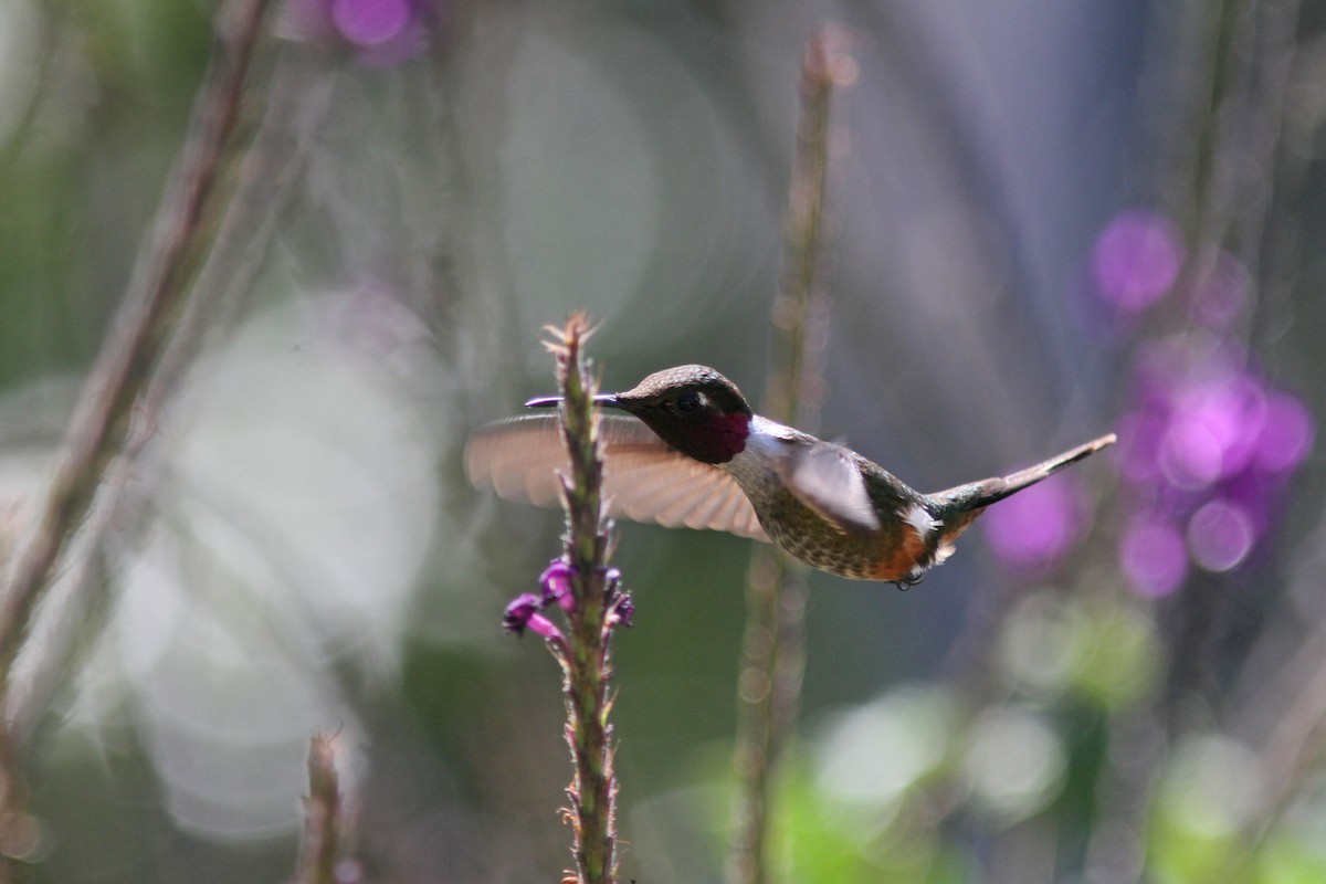 Colibrí Magenta - ML410865811