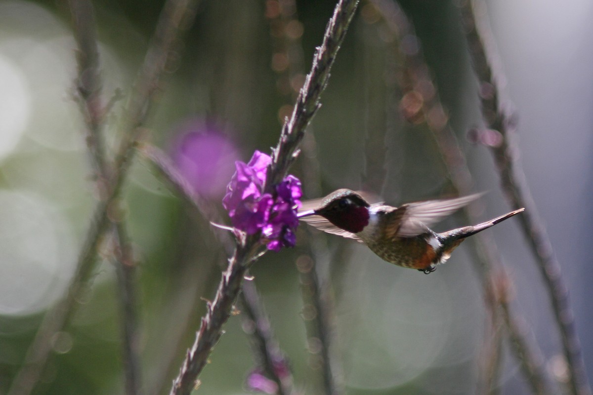 Magenta-throated Woodstar - ML410865921