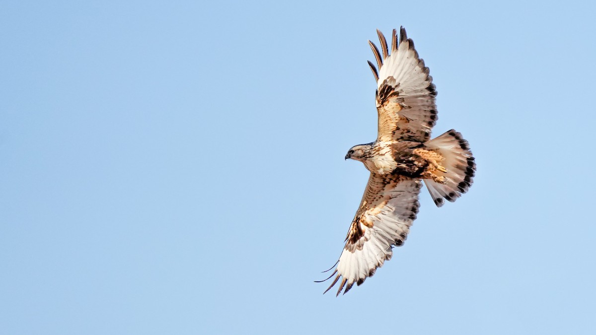 Rough-legged Hawk - ML410866281