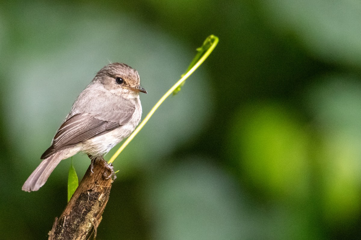 African Dusky Flycatcher - ML410867271