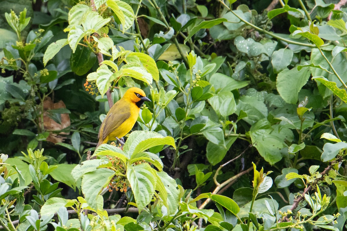 Spectacled Weaver - ML410867351