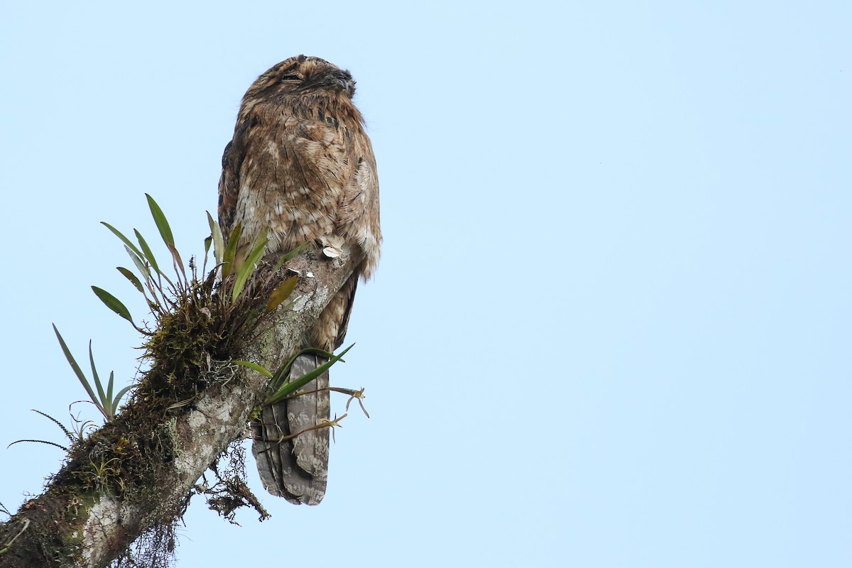 Common Potoo - Ryan Zucker