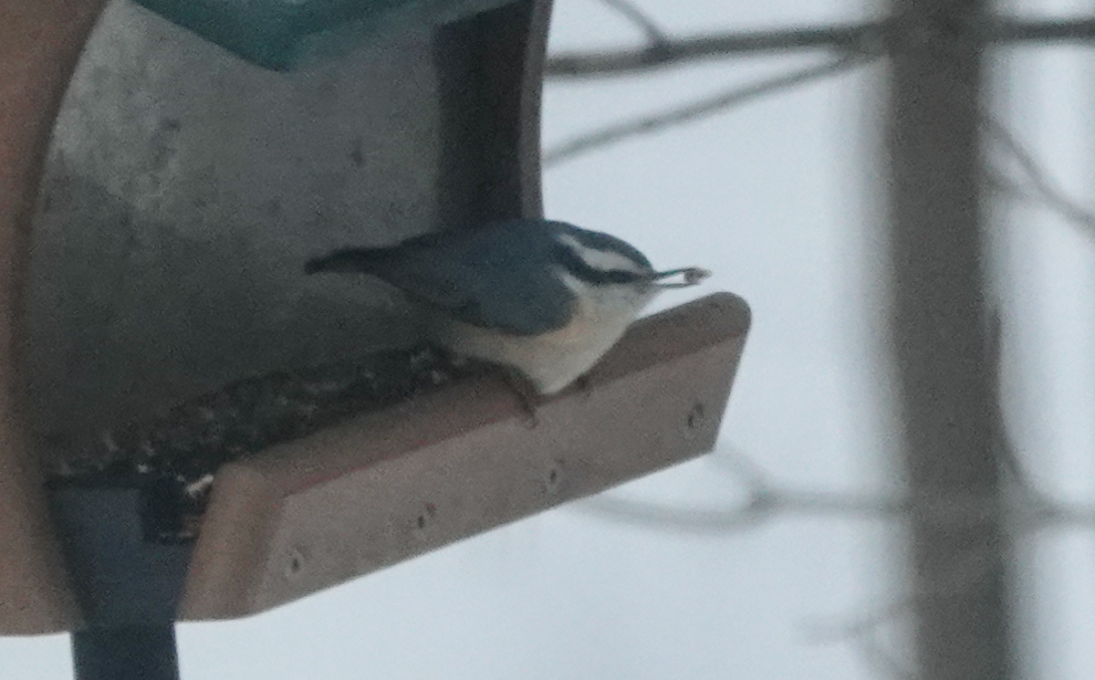 Red-breasted Nuthatch - ML410868341