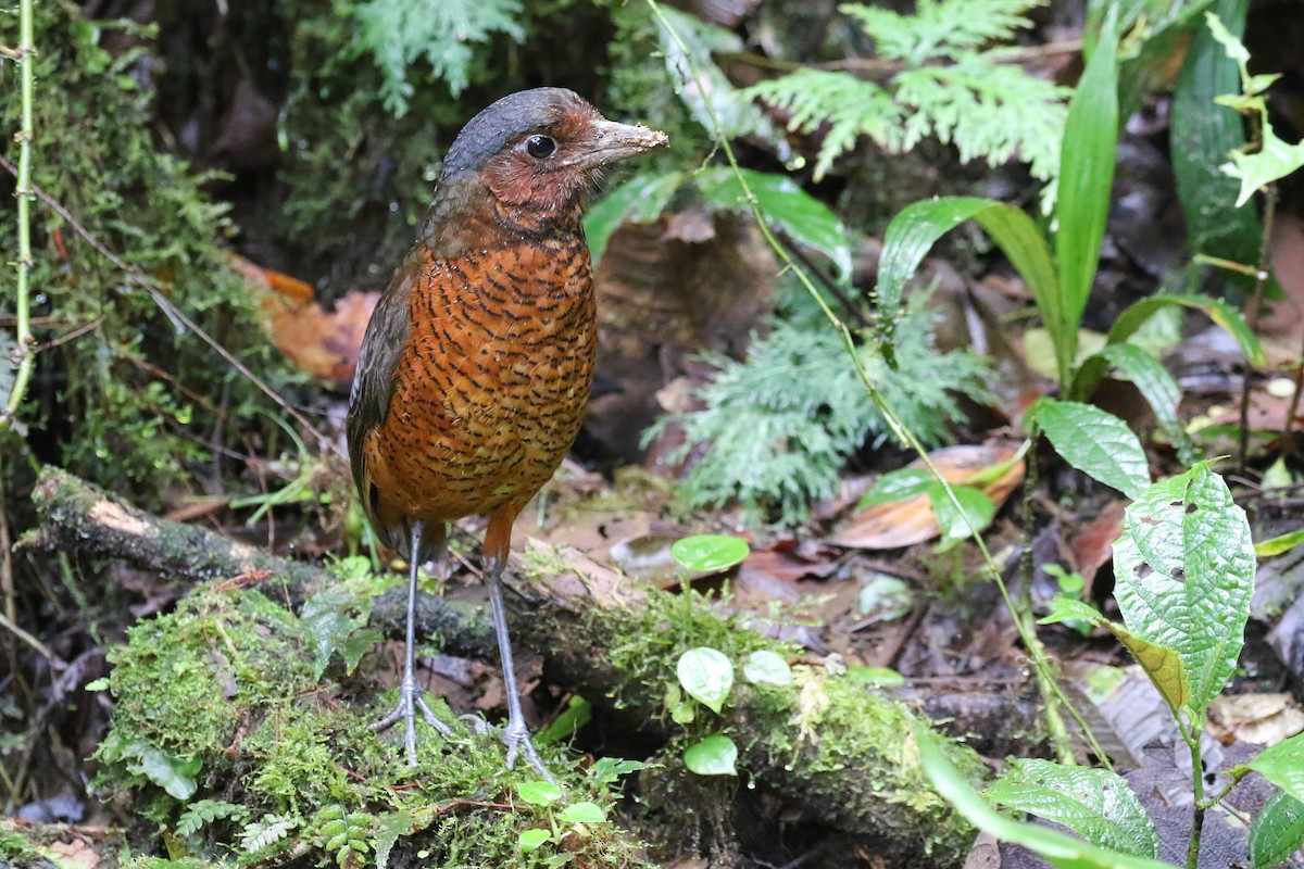 Giant Antpitta - Ryan Zucker