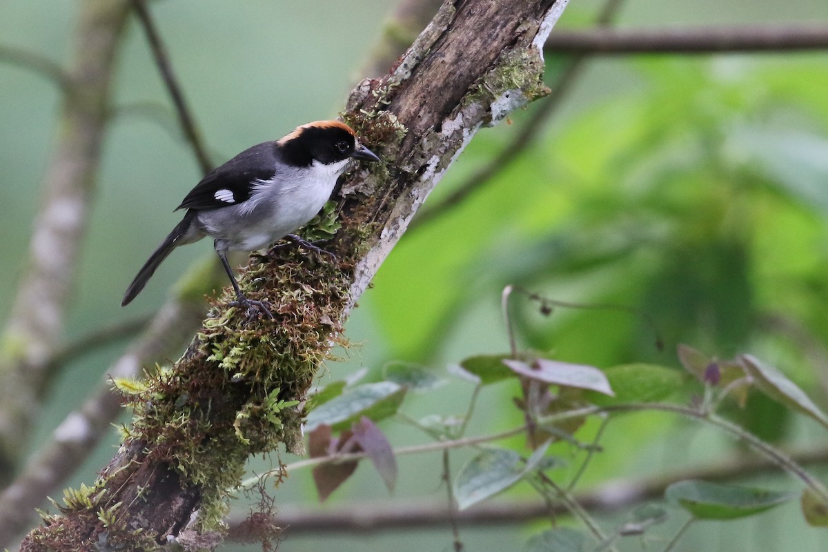 White-winged Brushfinch - Ryan Zucker