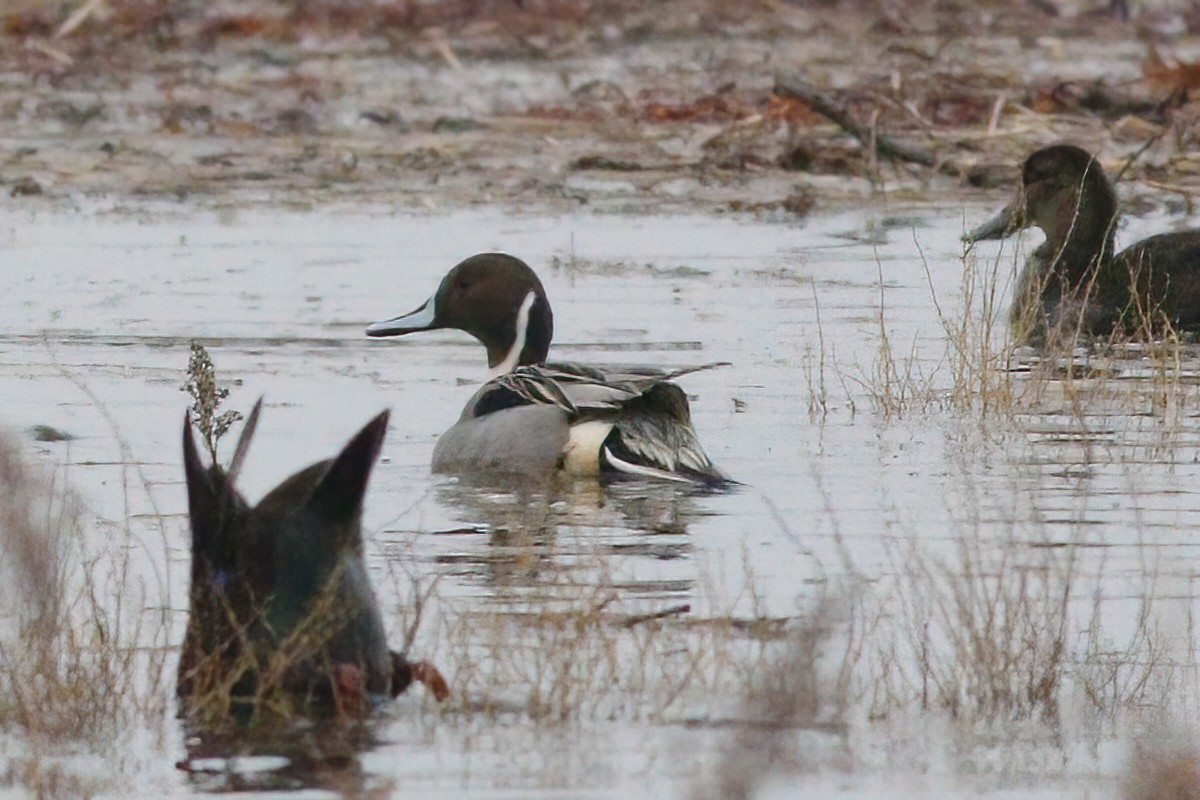 Northern Pintail - Gary Jarvis